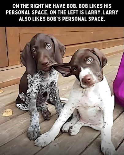 dog  personal space.jpg